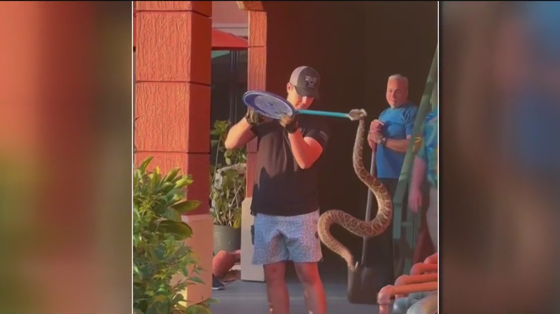 Wranglers busy catching rattlesnakes